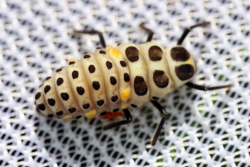 Myzia oblongoguttata, commonly known as the striped ladybird, is a species of beetle in family Coccinellidae. Larva.
