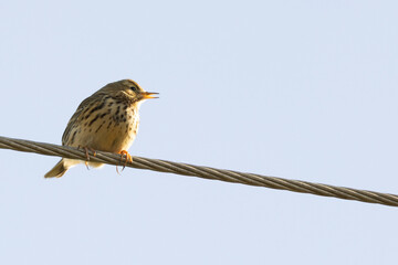 Adult Meadow Pipit (Anthus pratensis) in European grasslands