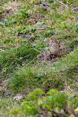 Adult Meadow Pipit (Anthus pratensis) in European grasslands