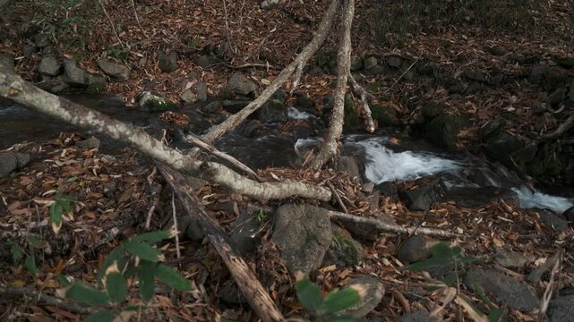 晩秋の渓流に倒れこむ倒木