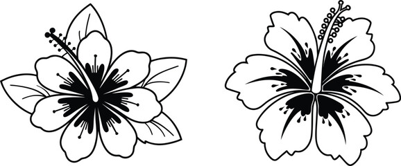 Hibiscus Duo: A detailed illustration captures the delicate beauty of a pair of hibiscus blossoms, showcasing the intricate details of each petal and pistil.