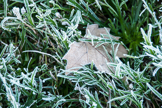 Frosted autumn leaves on the ground in the forest. Close-up