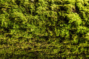 Green moss on trees in the forest. Natural green background