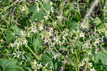 Marah macrocarpa is a species of plant in the genus Marah commonly referred to as chilicothe, wild cucumber, manroot or bigroot. Kenneth Hahn State Recreation Area, Baldwin Hills Mountains