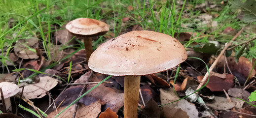 Detail of wild mushroom in forest, their natural environment