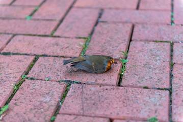 Dead robin lying on red brick pavement with grass growing between cracks.
