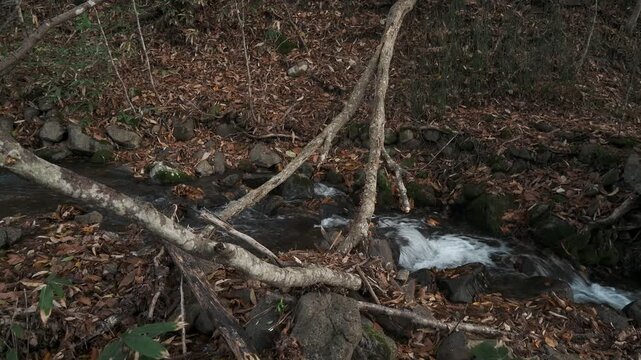 晩秋の渓流に倒れこむ倒木