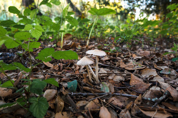 Detail of wild mushroom in forest, their natural environment