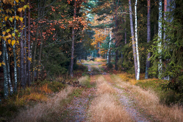 Autumn Forest Path with Colorful Foliage