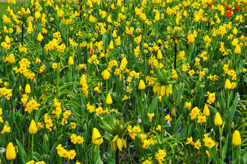 Fototapeta premium Detail of the floral beauty in Keukenhof Park, Netherlands