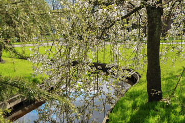 Fototapeta premium Detail of the floral beauty in Keukenhof Park, Netherlands