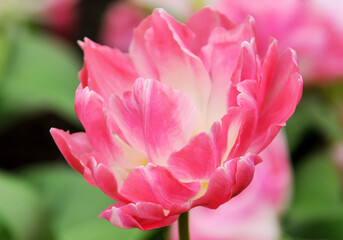 Detail of the floral beauty in Keukenhof Park, Netherlands