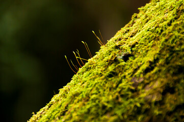 Green moss on trees in the forest. Natural green background