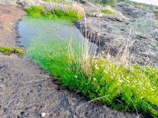view of green grass and water on the rocks