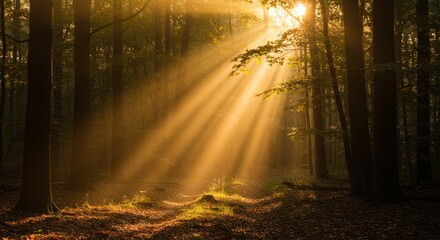 Obraz premium Golden sunbeams break through the dense woodland canopy, illuminating the forest floor and creating a tranquil, ethereal landscape ,scenic ,ray ,woods