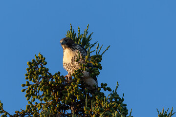 Red tailed hawk basking in the sunset light