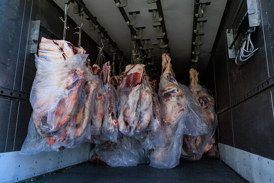 Raw beef carcasses hanging in cold storage truck