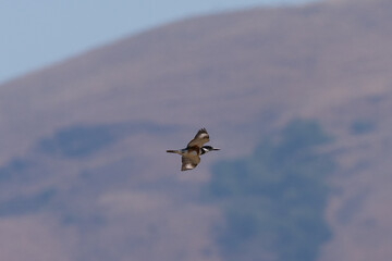 Belted kingfisher flying against hills