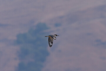 Belted kingfisher flying against hills