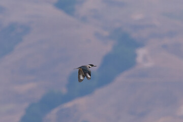 Belted kingfisher flying against hills