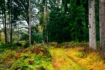 Autumn Forest Road with Ferns and Old Spruce Trees