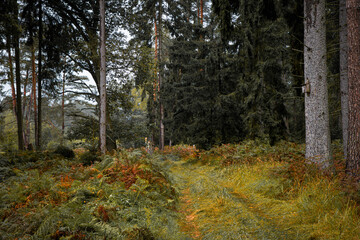 Autumn Forest Road with Ferns and Old Spruce Trees