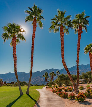 Springtime in a green belt at Palm Springs California