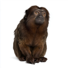 Fototapeta premium Dark howler monkey sitting and staring