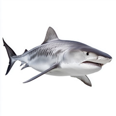 Fototapeta premium Tiger shark swimming toward camera angle