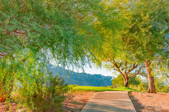 Mesquite trees  line a pathway in Palm Springs, California