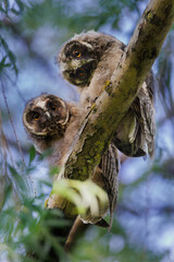 Two curious baby owls sat on a mossy tree branch