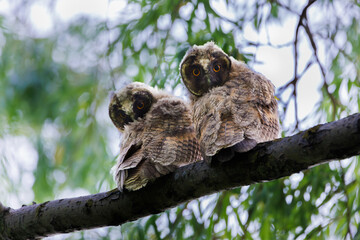Two curious baby owls sat on a mossy tree branch