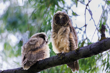 Two curious baby owls sat on a mossy tree branch