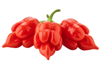 “Fresh Red Ghost Peppers Bhut Jolokia – High-Resolution Image Isolated on Transparent Background PNG”