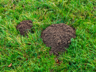 Wühlmäusebau auf einer Wiese im Spätherbst