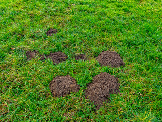 Wühlmäusebau auf einer Wiese im Spätherbst