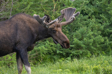 Bull Moose