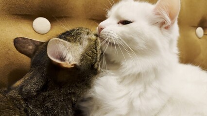 Beautiful domestic cats licking each other with tongues at home. Cute kittens taking care of fur each other at home. Family couple feline resting together. Concept of adorable animals. Close up
