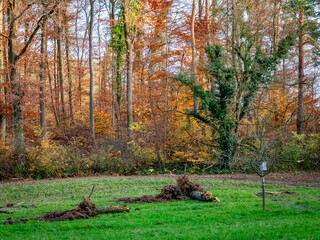 Baumgrundstück im Spätherbst