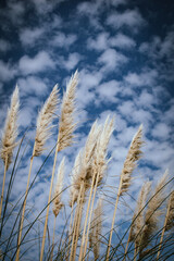 Obraz premium Trico and sky landscape nature
