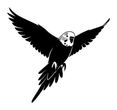 Striking Black and White Silhouette Vector Graphic of a Budgerigar Bird in Flight