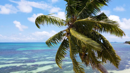 Luxury resort photo of Seychelles tropical paradise island
in Indian Ocean with coconut palm tree, sandy beach.
Beautiful photography, coral reef, azure ocean, 
sky with clouds on horizon.  