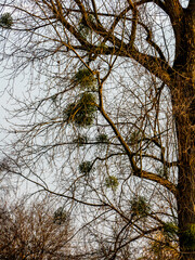 Baum mit vielen Misteln im Spätherbst