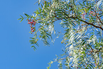 Schinus molle (Peruvian pepper, American pepper, Peruvian peppertree, escobilla, false pepper, rosé pepper, molle del Peru, pepper tree.  Kenneth Hahn State Recreation Area, Baldwin Hills Mountains
