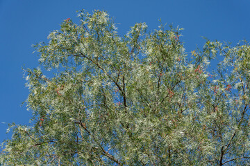 Schinus molle (Peruvian pepper, American pepper, Peruvian peppertree, escobilla, false pepper, rosé pepper, molle del Peru, pepper tree.  Kenneth Hahn State Recreation Area, Baldwin Hills Mountains