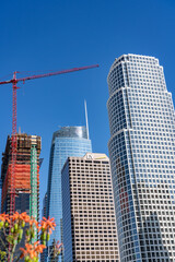 Aloe  is a genus containing over 650 species of flowering succulent plants. Downtown Los Angeles (DTLA) is the central business district of the city of Los Angeles., California