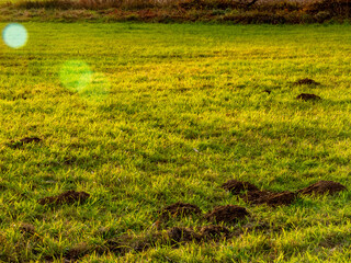 Wühlmäusebau auf einer Wiese im Spätherbst