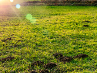Wühlmäusebau auf einer Wiese im Spätherbst