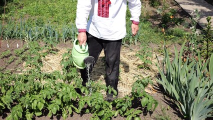 Elderly man in ukrainian vyshyvanka gently tends his garden, pouring water from a metal can onto green plants. This scene reflects care and connection to earth. Harmony between tradition and nature