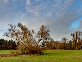 Obraz premium Baum mit vielen Misteln im Spätherbst